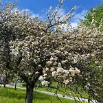 シャレー Kultique Innerschwand